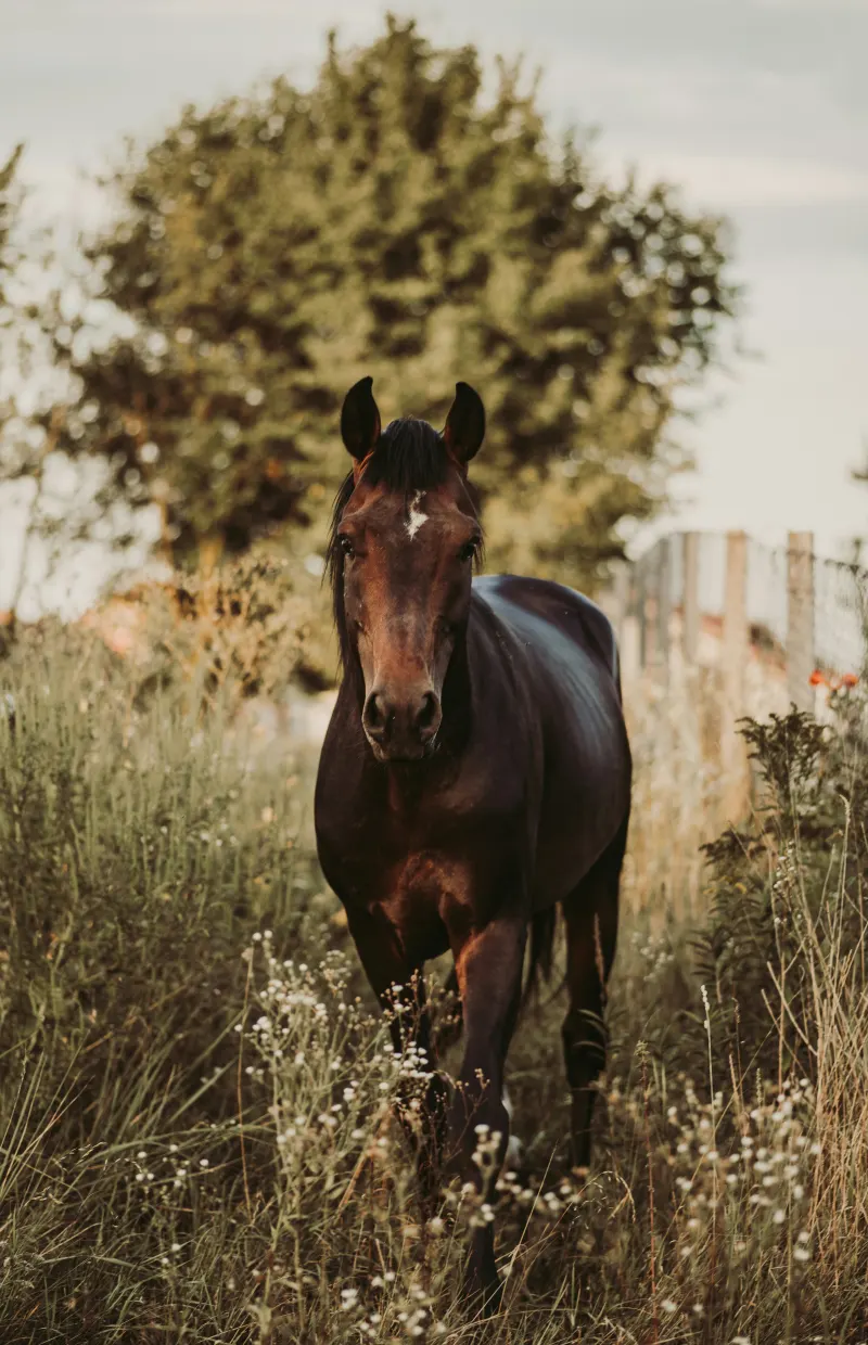 Paard in een weide